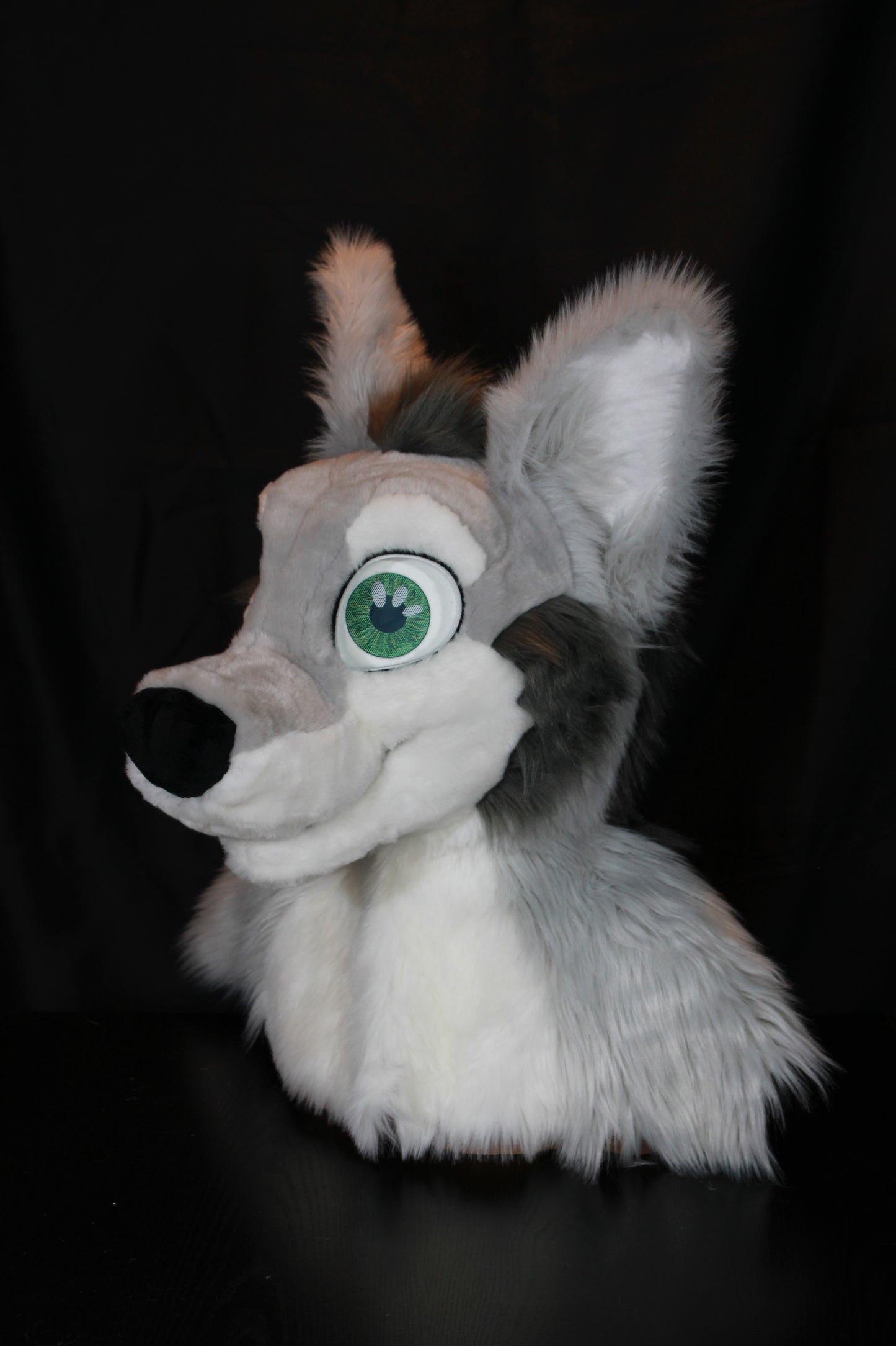 Canine Partial - Gray Wolf