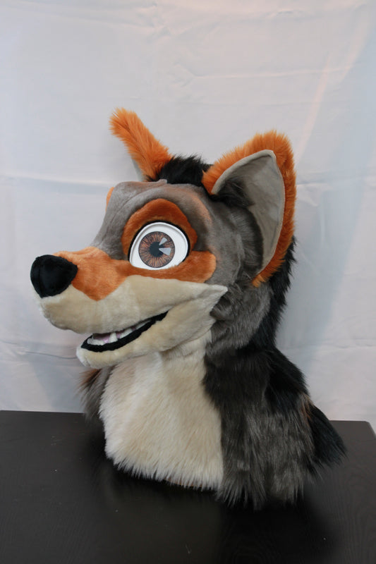 Canine Partial - Coyote